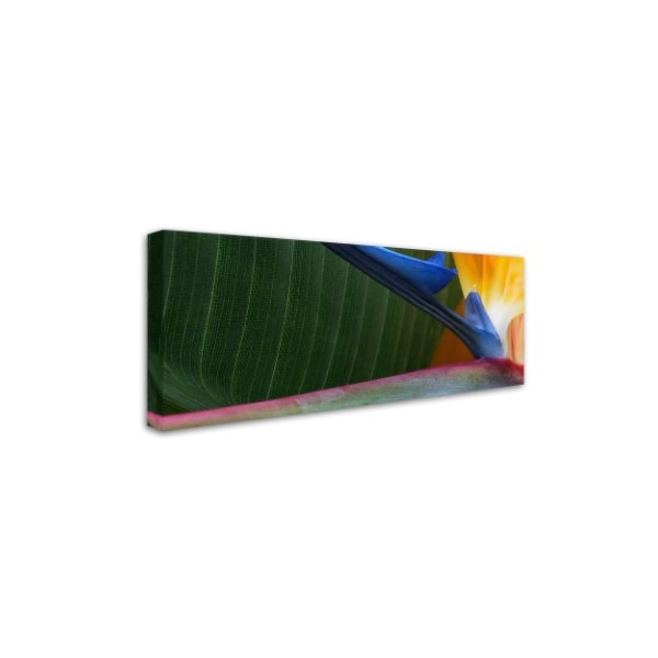 Kurt Shaffer 'Bird Of Paradise Abstract' Canvas Art,14x32